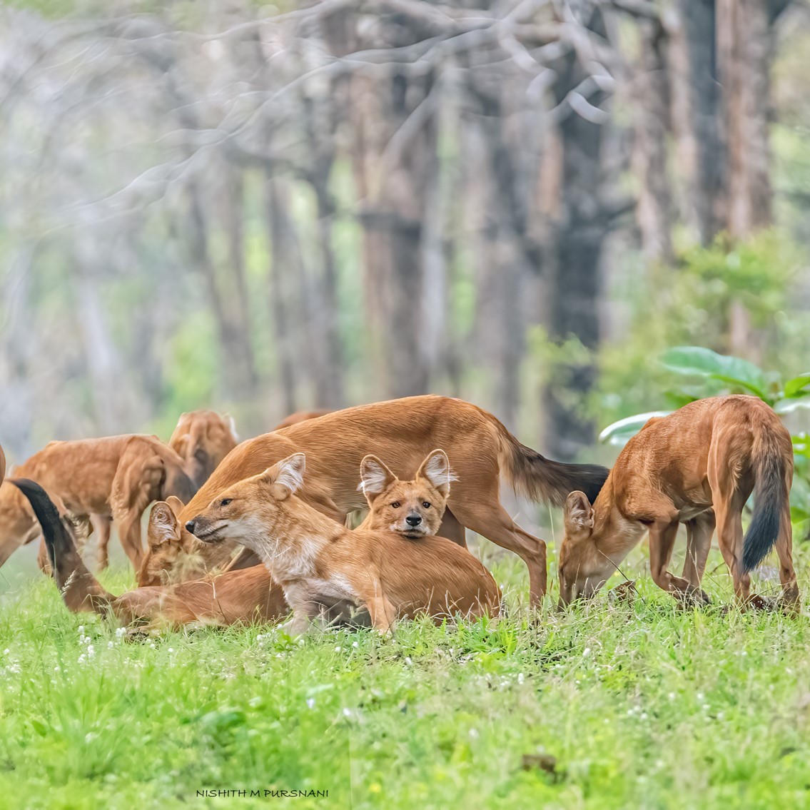 Dhole Wild Dogs